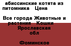 абиссинские котята из питомника › Цена ­ 15 000 - Все города Животные и растения » Кошки   . Ярославская обл.,Фоминское с.